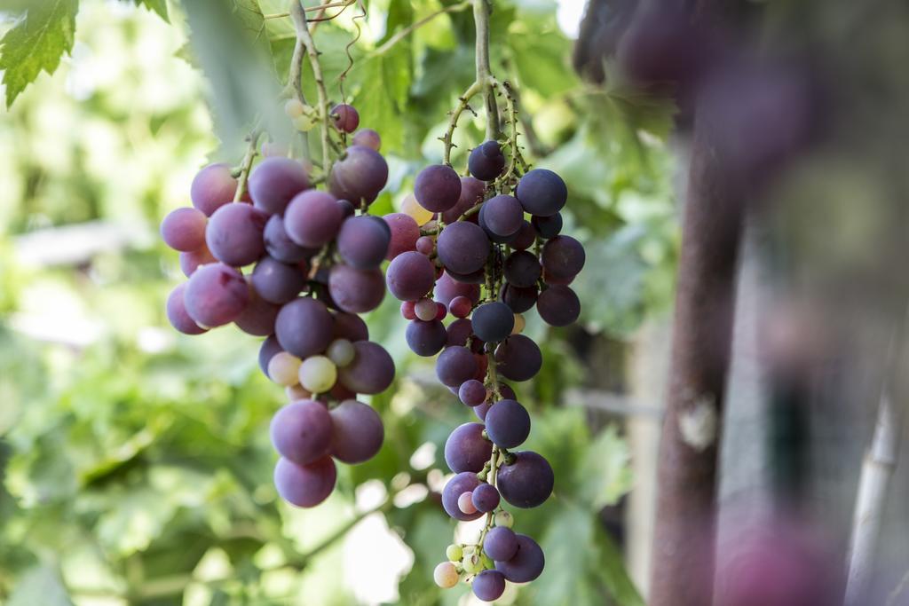 Farm Stay La Frescura Agriturismo Szirakúza Kültér fotó